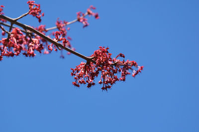 Low angle view of red maple blossom against clear blue sky