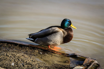 Close-up of a duck in a lake