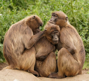 Close-up of monkey sitting on rock