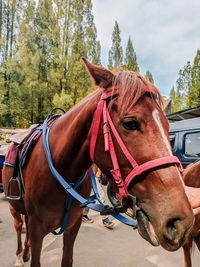 Close-up of a horse