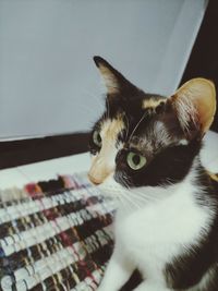 Close-up portrait of cat at home