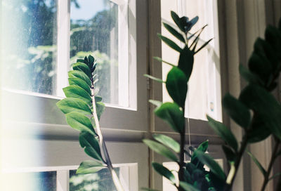 Close-up of potted plant against window