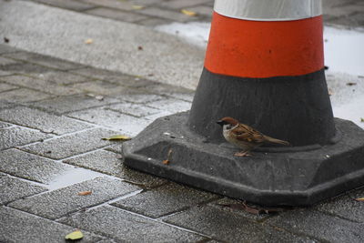 Close-up of bird