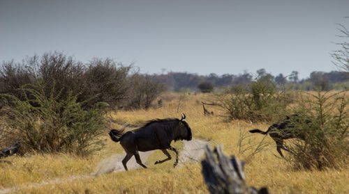 Wildebeest running on grassy field against clear sky