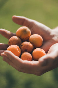 Cropped hands holding fruits