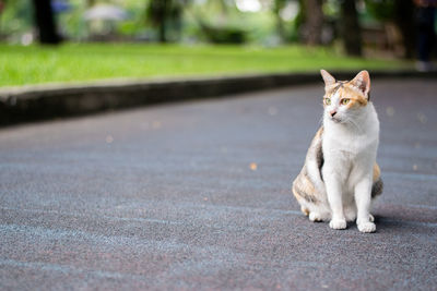 Portrait shot of a cute calico cat sitting on rubber floor outside