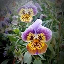 Close-up of purple flower blooming outdoors