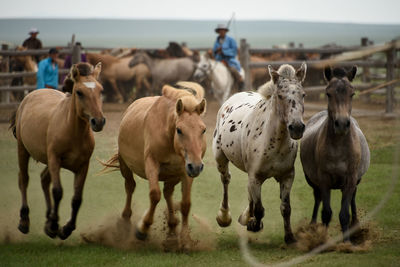 View of horses on field