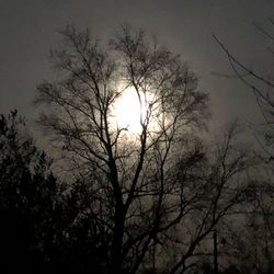 Low angle view of silhouette bare trees against sky