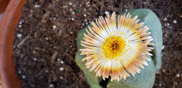 Directly above shot of white flowering plant