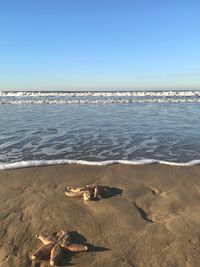 Scenic view of beach against clear sky