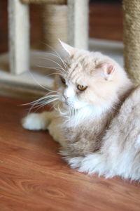 Close-up of cat lying on floor