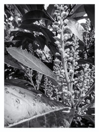 Close-up of plant