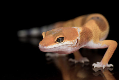 Close-up of a lizard