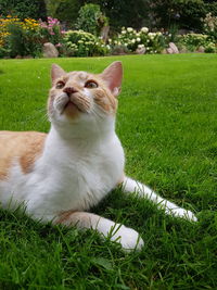 Close-up of cat sitting on grass