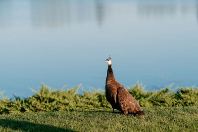 View of a bird on a field