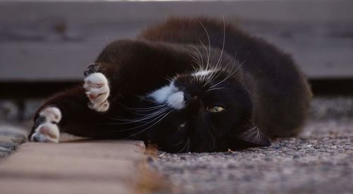 Portrait of a cat lying down
