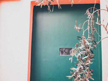Close-up of plant against wall