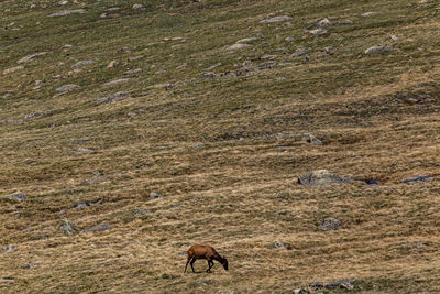 Horse grazing in a field