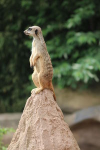 Meerkat on rock