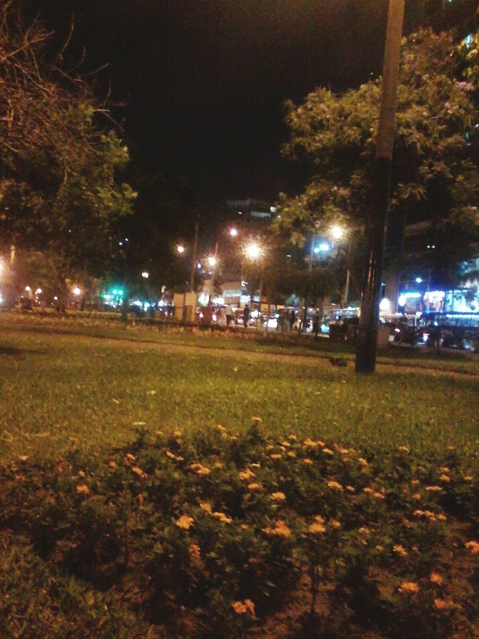 night, illuminated, tree, street light, grass, lighting equipment, building exterior, park - man made space, built structure, growth, architecture, field, city, outdoors, sky, street, nature, light - natural phenomenon, tranquility, lawn