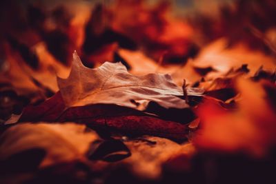 Close-up of autumn leaves