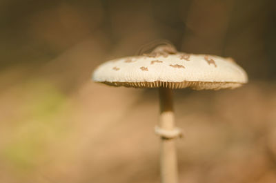 Close-up of mushroom