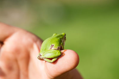 A beautiful green frog in summer