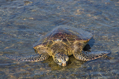 High angle view of turtle swimming in sea