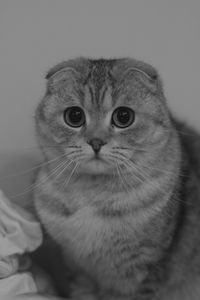 Close-up portrait of cat