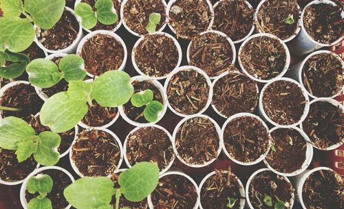 Top view of disposable cups with soil and plants