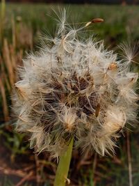 Close-up of thistle on plant