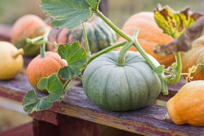 Close-up of pumpkins on table