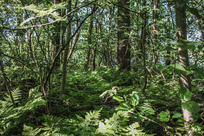 Trees in forest