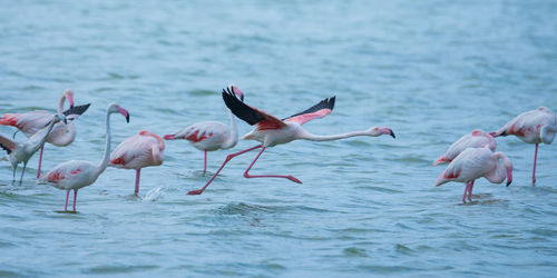 Flamingo on santa giusta pond near cagliari, sardegna