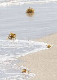 Close-up of flower on beach against sky