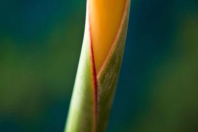 Close-up of red flowering plant