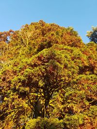 Low angle view of trees against clear sky