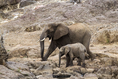 View of elephant and her calf walking in kruger national park