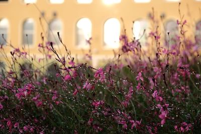 Close-up of lavender blooming outdoors during sunset