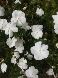 High angle view of white flowering plants on field