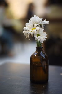 Close-up of white flower in vase on table