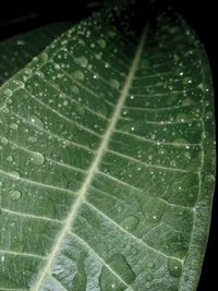 Close-up of leaves on leaf