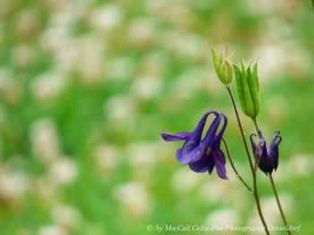 Close-up of purple flowering plant