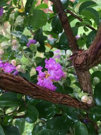 Close-up of flowers growing on tree