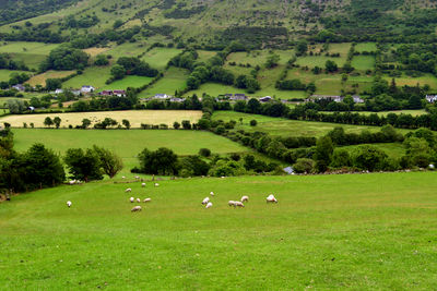 Scenic view of green landscape