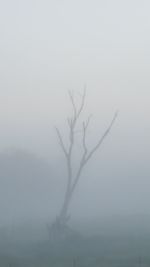Silhouette of bare tree against sky