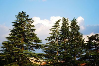 Low angle view of pine trees against sky