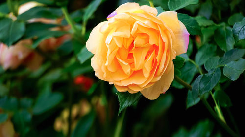 Close-up of rose flower