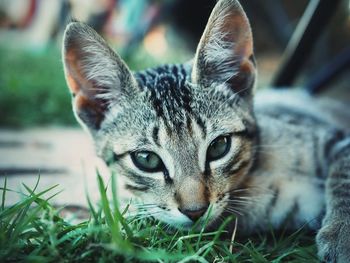 Close-up portrait of cat